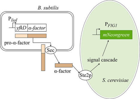 Interkingdom communication 2.0: pheromone-based control between Bacillus subtilis and Saccharomyces cerevisiae | Amb | RMH | Scoop.it