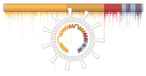 Así muta y se propaga el coronavirus - The New York Times | Bioquímica, Genomica y Salud | Scoop.it