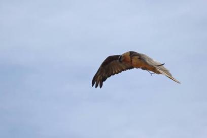 Gypaètes : le trio des Écrins prépare un nouveau nid | Biodiversité | Scoop.it