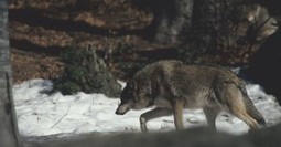 FERUS porte plainte contre X pour le braconnage d’un loup dans le Ventoux | Loup | Scoop.it