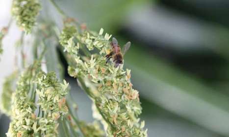 Scientists say agriculture is good for honey bees | DURABILITES | Scoop.it
