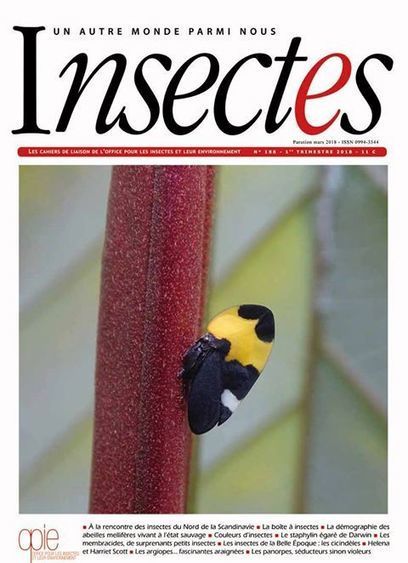 Le numéro 188 de la revue Insectes est sous presse | Variétés entomologiques | Scoop.it