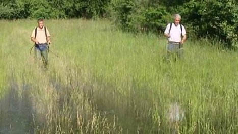Les moustiques en Alsace : bilan apr&egrave;s 30 ans de lutte | EntomoNews | Scoop.it