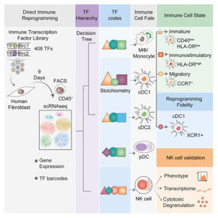A combinatorial transcription factor screening platform for immune cell reprogramming | Csys | RMH | Scoop.it
