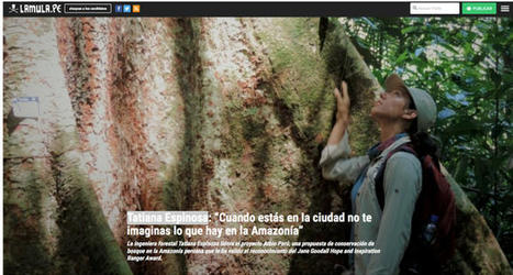 .@chaparro_am ::: El #árbol_GIGANTE del #AMAZONAS, bajo #presión_comercial…Si el árbol impresiona por sus #dimensiones, también lo hace por su #longevidad: los ejemplares más antiguos superan los #... | Un vistazo de la actividad cultural peruana | Scoop.it
