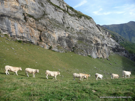 Le retour des blondes - Montagne Pyrénées | Vallées d'Aure & Louron - Pyrénées | Scoop.it