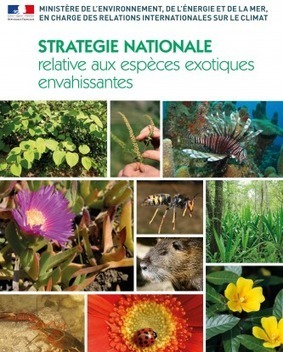 La stratégie nationale sur les espèces exotiques envahissantes est lancée | EntomoNews | Scoop.it