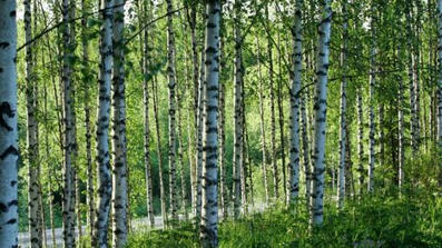 Suomesta on tullut kes&auml;kohde turisteille &ndash; t&auml;st&auml; heit&auml; varoitetaan | 1Uutiset - Lukemisen t&auml;hden | Scoop.it