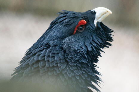 La chasse au grand t&eacute;tras, le plus gros oiseau terrestre sauvage d&rsquo;Europe, interdite en France | Biodiversit&eacute; | Scoop.it