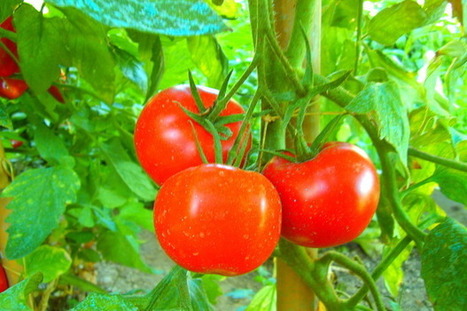 What happens to open source vendors when they get mature | Peer2Politics | Scoop.it