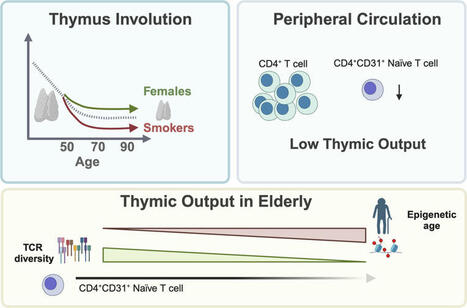 JCI Insight - Heterogeneity of thymic output in the elderly and its association with sex and smoking | Immunology | Scoop.it