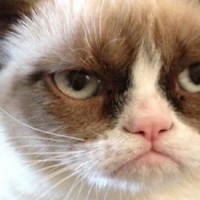 Meet Tardar Sauce, The Internet’s Favorite Grumpy Cat | Communications Major | Scoop.it