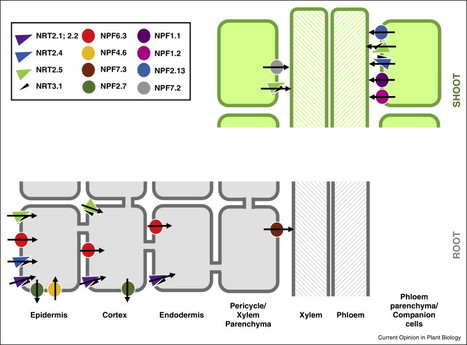 Plant nitrogen assimilation and its regulation: a complex puzzle with missing pieces | Plant Sciences | Scoop.it