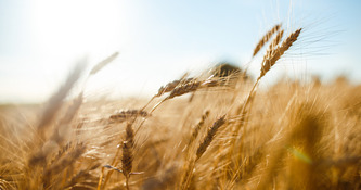 Agriculture&nbsp;: une voie sans pesticides et rentable est possible en dehors du bio | Environnement - D&eacute;veloppement durable - Climat | Scoop.it