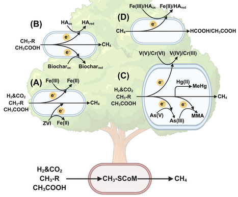 Beyond methanogenesis: expanding roles for methanogenic archaea | tin | RMH | Scoop.it