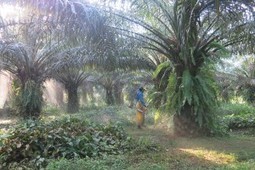 L'huile de palme en recherche de durabilité | Condiments et sauces | Scoop.it