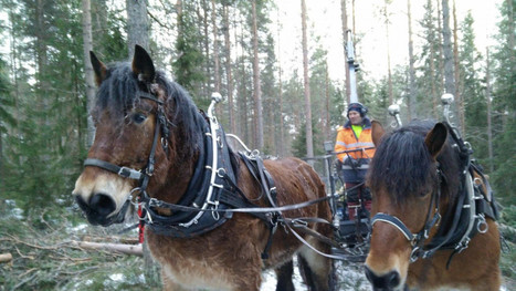 Ei pelkkää nostalgiaa: hevoset hoitavat puusavotat siellä missä koneilla ei voi kulkea | 1Uutiset - Lukemisen tähden | Scoop.it