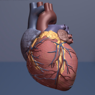 Digital heart model can help predict future heart health - The Digital Twin | healthcare technology | Scoop.it