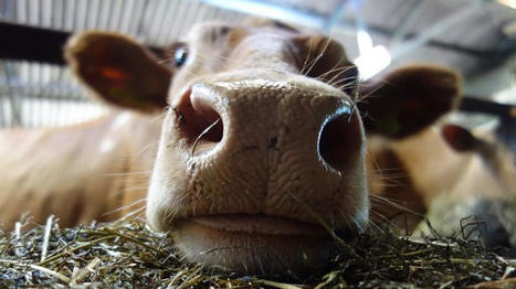 Les poumons des bovins prédisposés aux troubles respiratoires | Actualité Bétail | Scoop.it