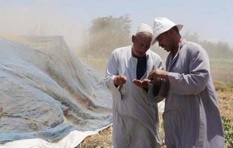 Egypt eases strategic grains import regulations | STRATEGIES | Scoop.it