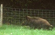 Inter-Environnement Wallonie | Quand des chasseurs plombent la chasse&nbsp;! | Plan&egrave;te, Nature et Biodiversit&eacute; | Scoop.it