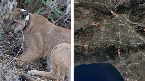 Mountain lions are being killed on freeways and weakened by inbreeding. Researchers have a solution | Coastal Restoration | Scoop.it