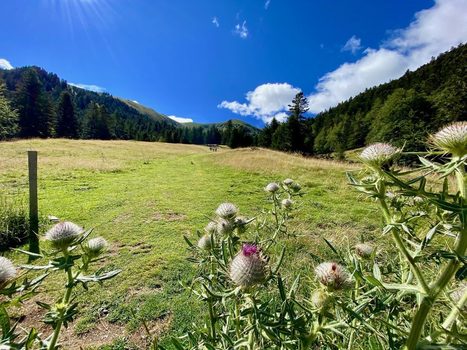 Nature : "La vieille forêt de Montious, un exemple de piège à carbone" | Vallées d'Aure & Louron - Pyrénées | Scoop.it