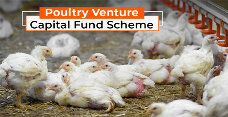 Poultry Venture Capital Fund Scheme Poultry Subsidy, Eligibility, and How to Apply | Find the best farming tractor at the best price | Scoop.it