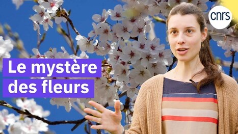 D’où viennent les fleurs ? | Les Colocs du jardin | Scoop.it
