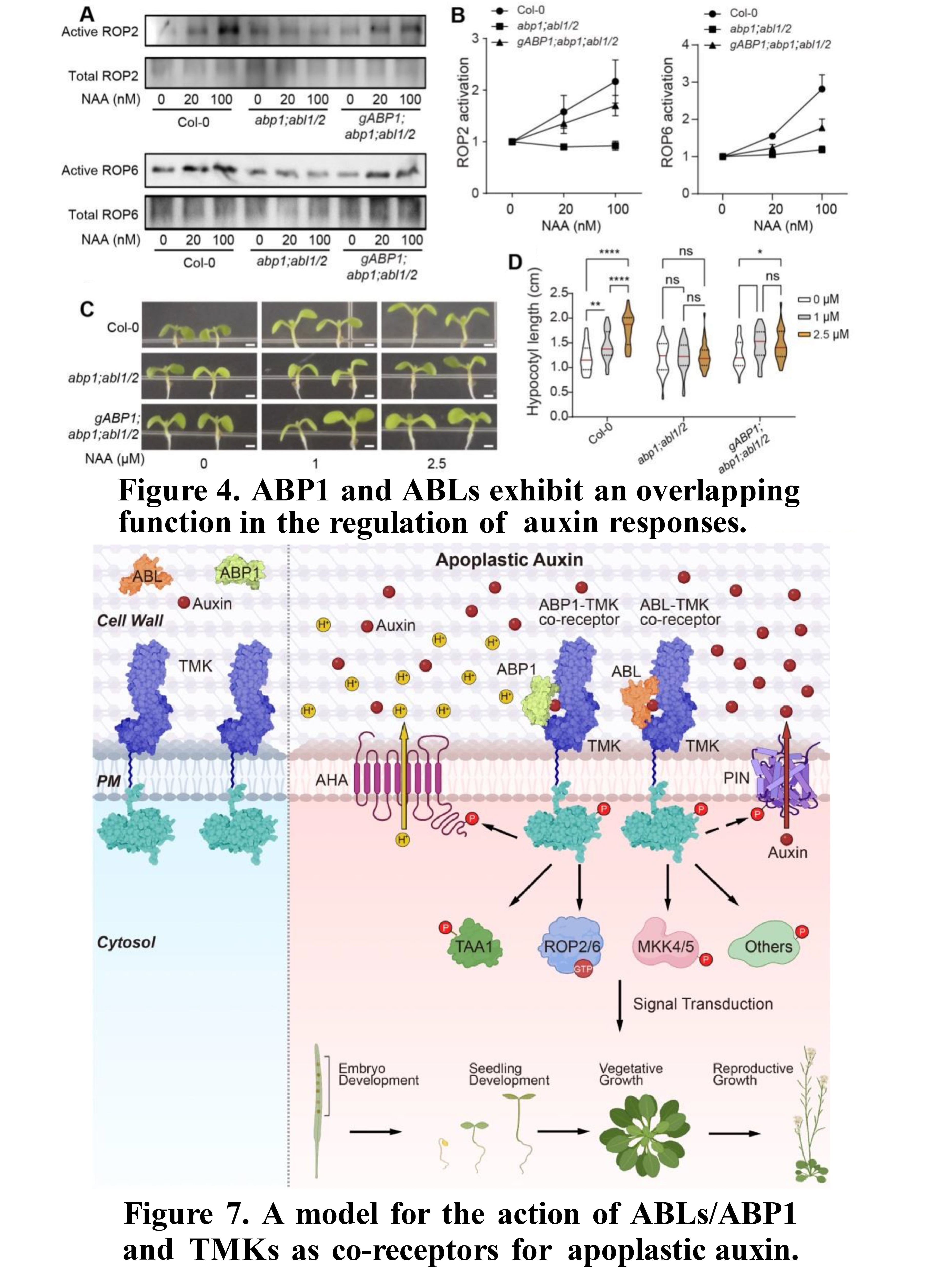 ABLs and TMKs are co-receptors for extracellula...