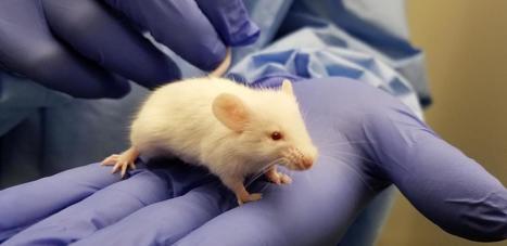 Improved Humanized Mice Enhance Vaccine Development | Animal Models - GEG Tech top picks | Scoop.it