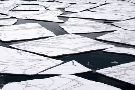 DURABILITES : La fonte des glaces de mer aura des répercussions sur toute la chaîne alimentaire  | DURABILITES | Scoop.it