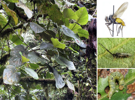 New plant species a microcosm of biodiversity / Découverte d'une nouvelle plante servant d'abri à 40 ou 50 espèces d'insectes | EntomoNews | Scoop.it