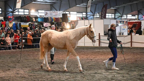 On vous dit tout sur le retour, ce week-end, du seul salon du cheval d&rsquo;Occitanie pr&egrave;s d&rsquo;Albi | Destination Albi - revue de presse | Scoop.it