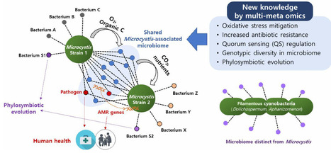 Scanning the horizon for harmful cyanobacterial blooms | tin | RMH | Scoop.it