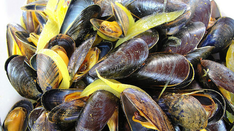 Moules, coques, Saint-Jacques. En Seine-Maritime, une algue toxique, la pêche interdite | Toxique, soyons vigilant ! | Scoop.it