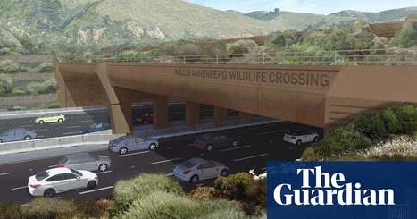 Animal crossing: world’s biggest wildlife bridge comes to California highway | Wildlife | The Guardian | Coastal Restoration | Scoop.it