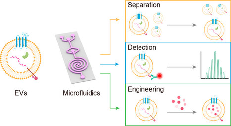 Microfluidic Separation, Detection, and Engineering of Extracellular Vesicles for Cancer Diagnostics and Drug Delivery | Daily Newspaper | Scoop.it