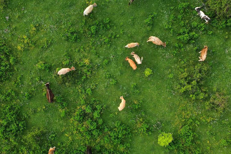 Les drones, la solution pour surveiller efficacement les troupeaux ? – | Actualité Bétail | Scoop.it
