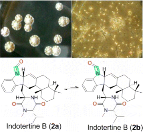 Polycyclic Hybrid Isoprenoids from a Reed Rhizosphere Soil Derived Streptomyces sp. CHQ-64 | Natural Products Chemistry Breaking News | Scoop.it