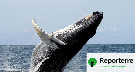 Après une amélioration, les populations de baleines à bosse décroissent | Changement climatique & Biodiversité | Scoop.it
