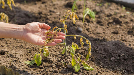 Peut-on dire qu&rsquo;une plante &laquo;&nbsp;souffre&nbsp;&raquo;&nbsp;? - Le Parisien | EntomoScience | Scoop.it