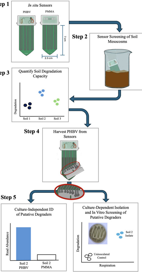 Identification of soil microbes associated with real-time plastic degradation using in situ conductivity sensors | brvt | RMH | Scoop.it