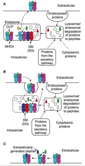 Inflammablog6!: Autoimmunity and Epitopes and Peptides, oh my! | AUTOIMMUNITY | Scoop.it