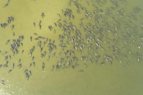 Using Drones For Manatee Research And Conservation | Save the Manatee Club | Remotely Piloted Systems | Scoop.it