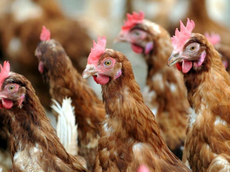 En Alsace, distribution gratuite de poules anti-gaspi | Attitude BIO | Scoop.it