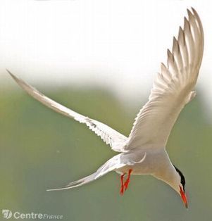 La Loire - Restaurer les milieux sur les îles aux sternes | Biodiversité | Scoop.it