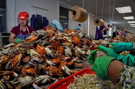 After the Trump administration made it harder to secure H-2b visas, Maryland’s crab-picking businesses couldn’t find workers | Coastal Restoration | Scoop.it