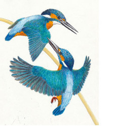 Dans l’intimité des martins-pêcheurs | Les oiseaux au gré du vent | Scoop.it