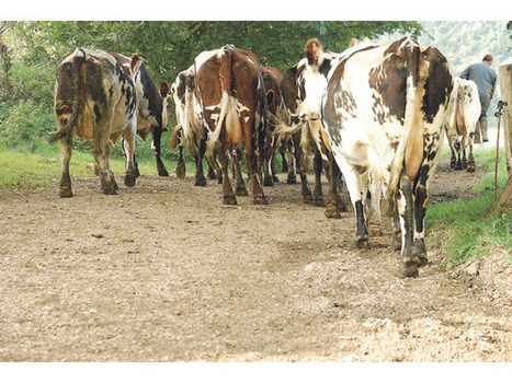 Agriculteurs en difficulté : le mal-être paysan a un prix | Questions de développement ... | Scoop.it